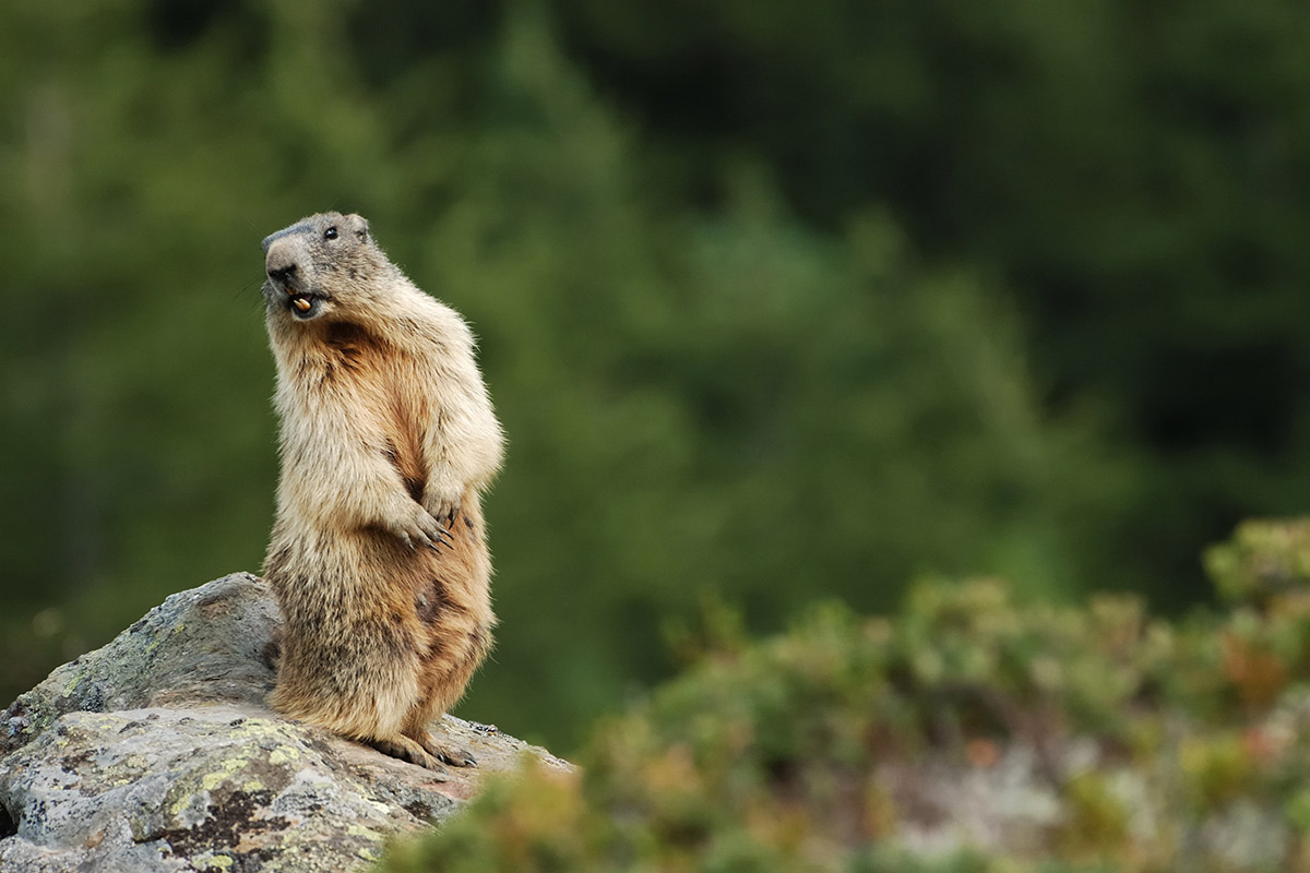 Marmotte des Alpes alpes