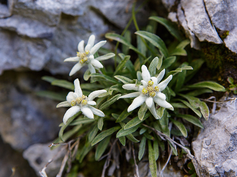 Edelweiss alpes